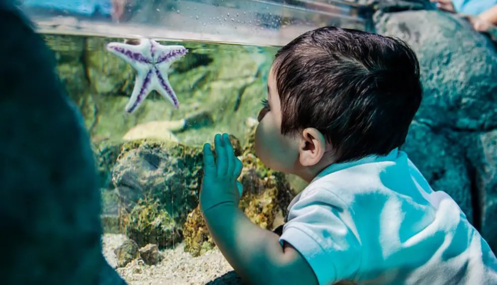 A child is curiously observing a starfish through the glass of an aquarium tank