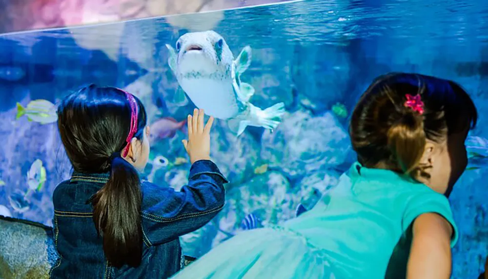 Two children are observing and interacting with marine life at an aquarium