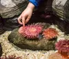 Two people are holding hands while looking at glowing jellyfish in an aquarium