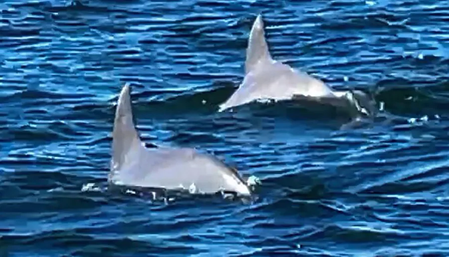 The image shows two shark fins above the surface of a rippled blue ocean.