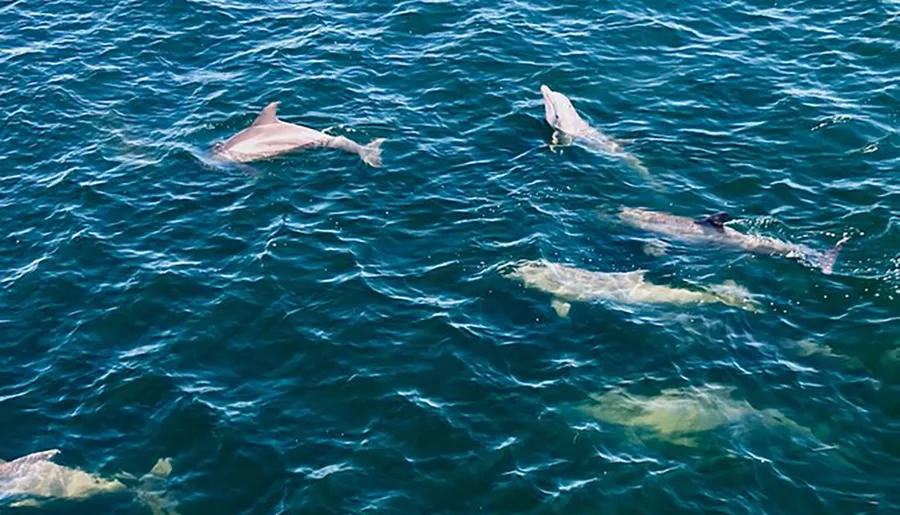 A pod of dolphins is swimming near the surface of the ocean.