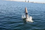 A dolphin is leaping out of the water near a city coastline.