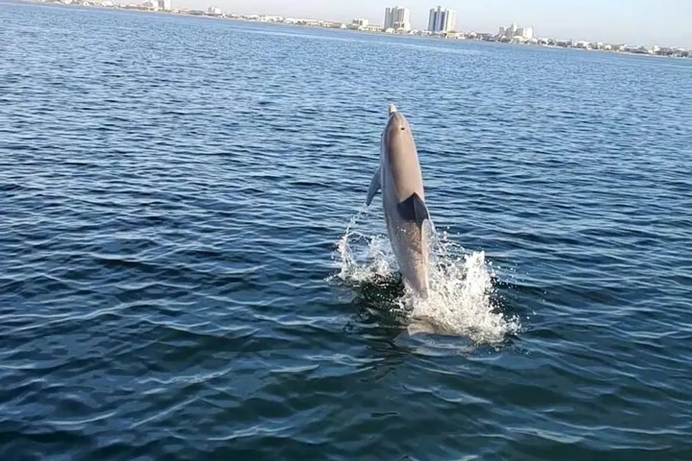 A dolphin is leaping out of the water near a city coastline