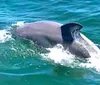 A dolphin is emerging from the water creating a splash in the clear blue sea