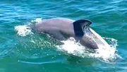 A dolphin is emerging from the water, creating a splash in the clear blue sea.