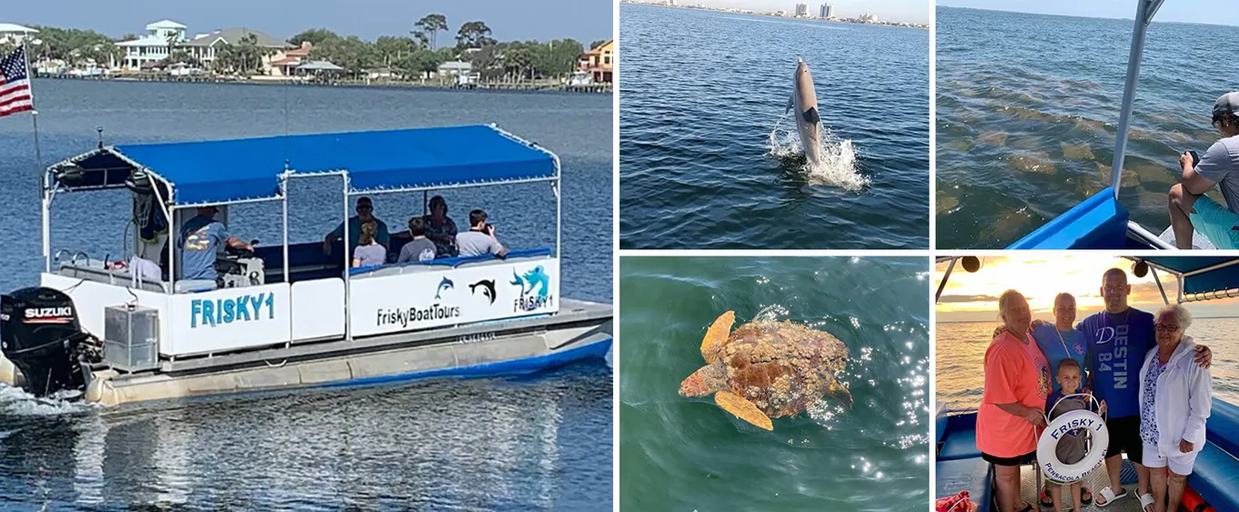 Dolphin & Scenic Bay Tour with A Frisky Snorkeling Stop