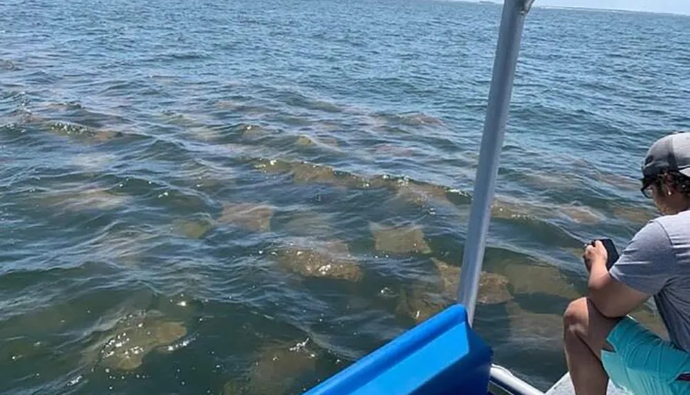 A person on a boat is observing a group of large rays swimming just below the surface of the ocean