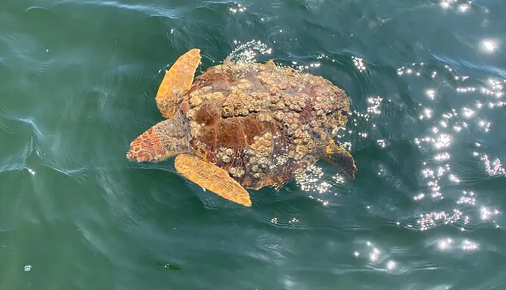 A sea turtle with a shell covered in barnacles is swimming near the surface of sparkling ocean waters