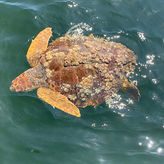 Dolphin & Sightseeing Cruise + Private Beach Stop
