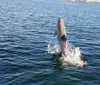 A dolphin is leaping out of the calm blue ocean water