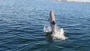 A dolphin is leaping out of the calm blue ocean water.