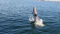 Popular Dolphin Tours