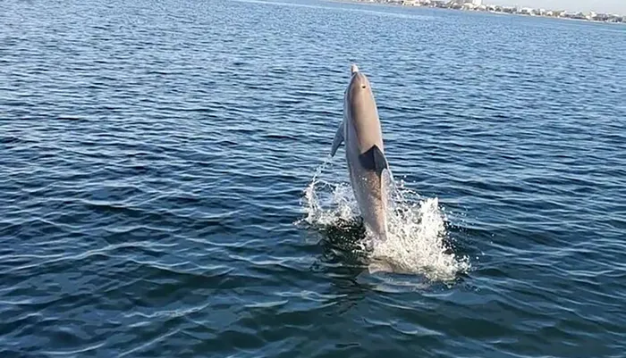 Dolphin & Scenic Bay Tour with A Frisky Snorkeling Stop Photo