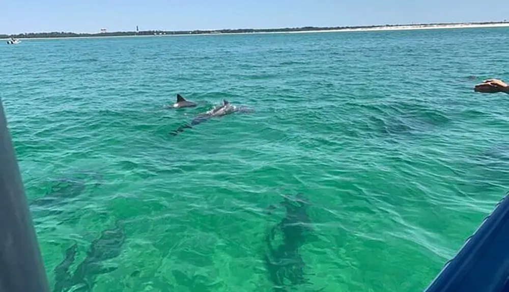 The image shows a group of dolphins swimming in clear turquoise waters viewed from the side of a boat