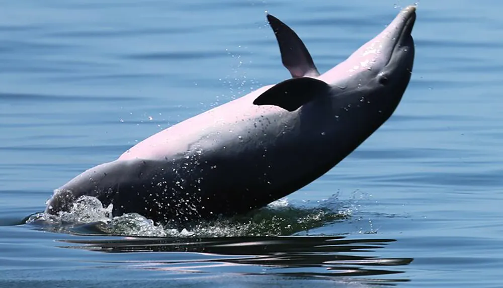 A dolphin is captured mid-leap above the calm blue waters creating splashes as it re-enters the sea