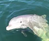 A dolphin is swimming just below the waters surface creating a pattern of bubbles around its body