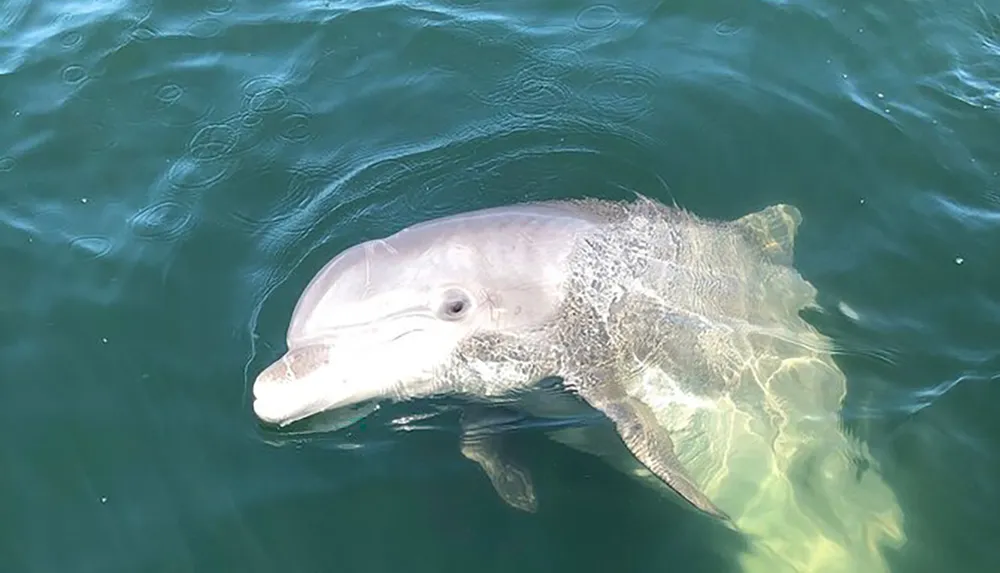 A dolphin is swimming just below the waters surface creating a pattern of bubbles around its body