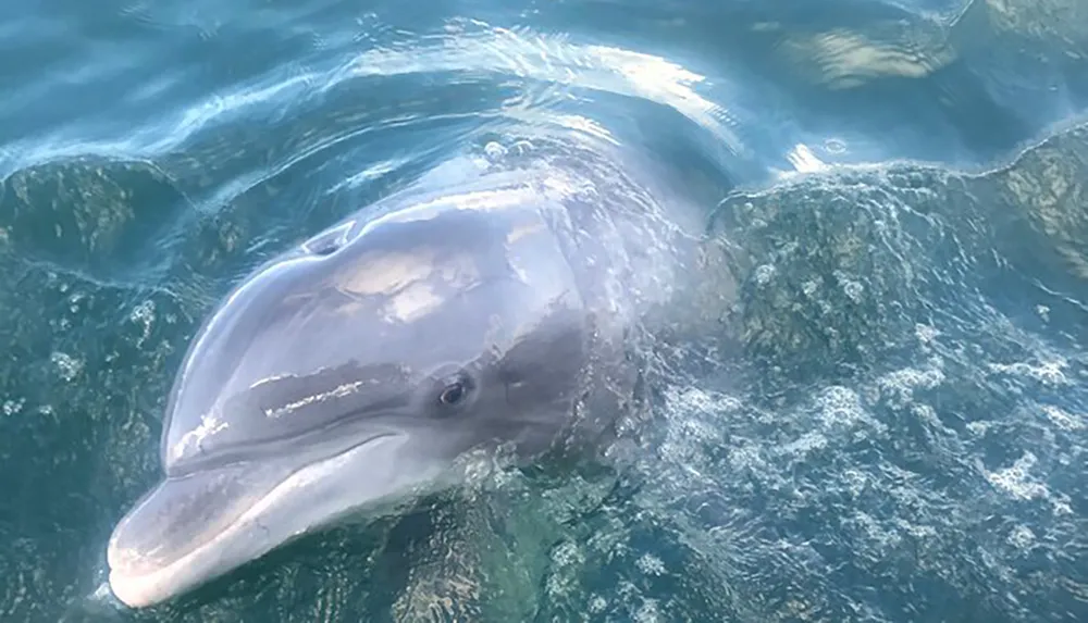 A dolphin is peering above the water surface surrounded by ripples and reflected light
