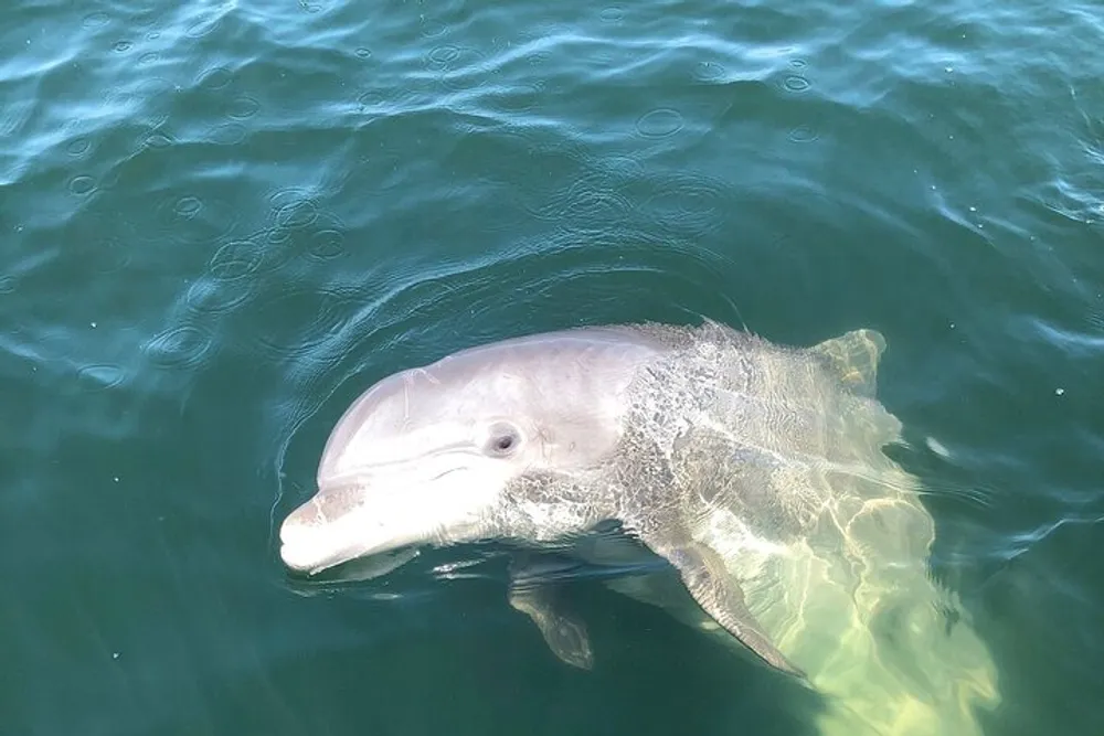 A dolphin is peering above the surface of the water revealing its head and dorsal fin