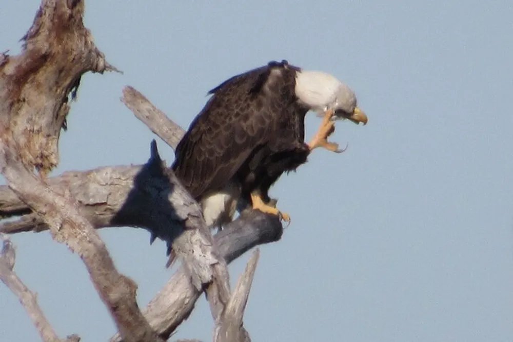 A bald eagle is perched atop a dead tree seemingly vocalizing or calling out