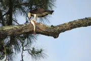An osprey is perched on a tree branch, holding a fish in its talons.