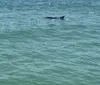 A sharks dorsal fin is visible above the surface of the greenish-blue ocean water