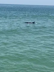 A shark's dorsal fin is visible above the surface of the greenish-blue ocean water.