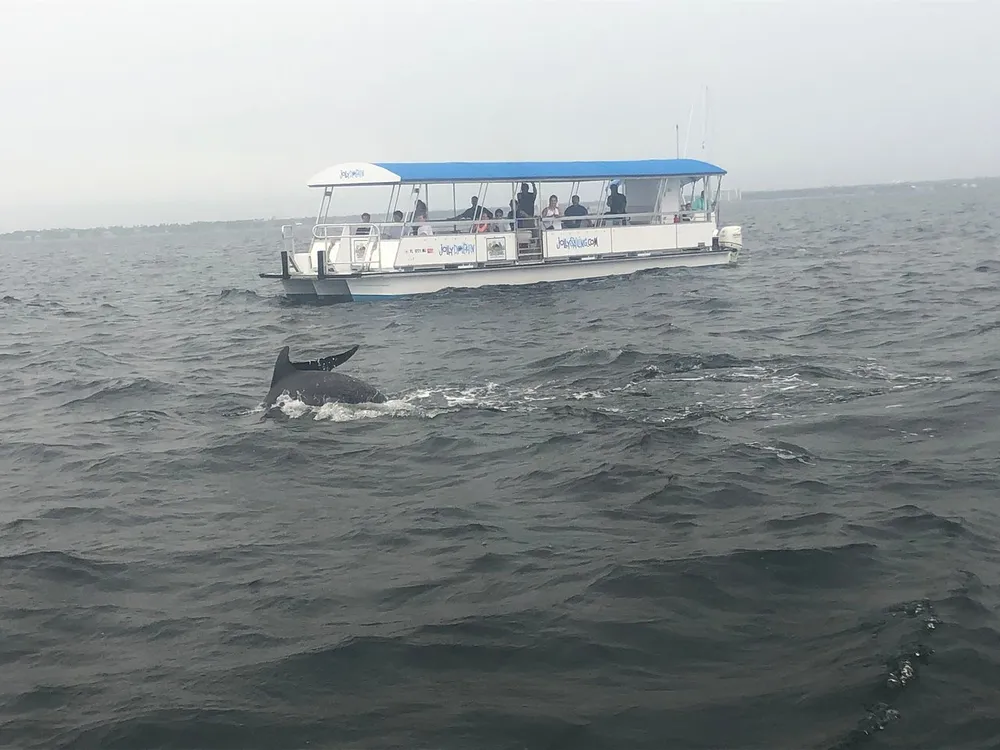 A dolphin is seen leaping out of the water near a tour boat full of passengers on an overcast day
