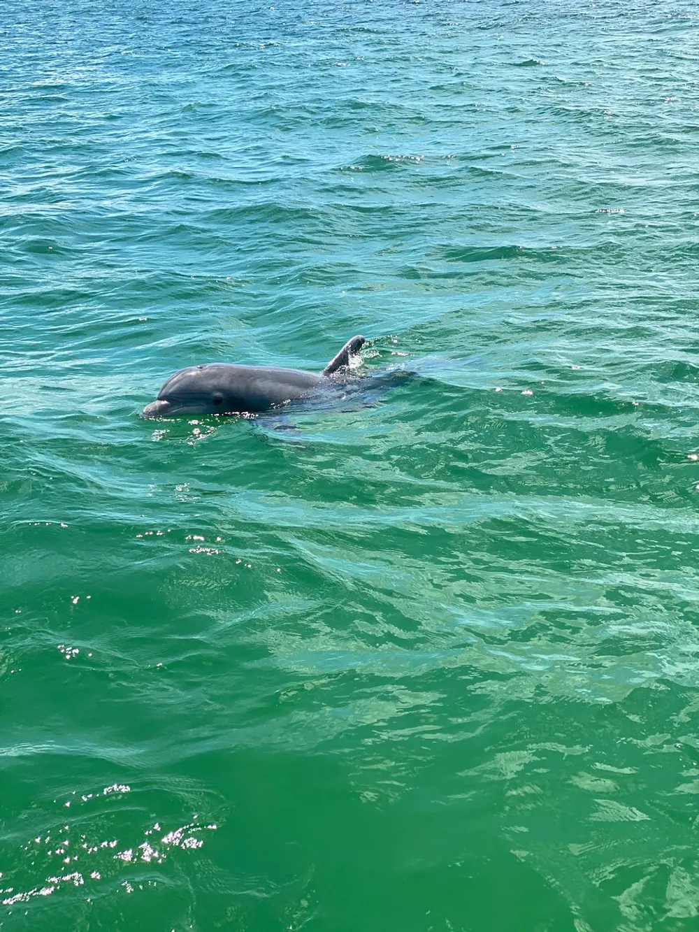 A dolphin is swimming near the surface of the clear emerald waters