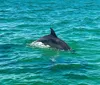 A dolphin is leaping out of the ocean waters alongside the waves