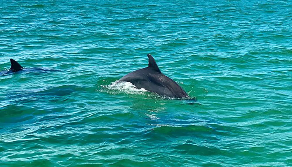Two dolphins are swimming in the clear blue waters of the ocean