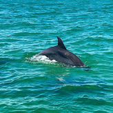 Frisky Mermaid Dolphin Tours in Pensacola Beach
