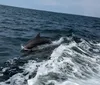 A dolphin is leaping out of the ocean waters alongside the waves