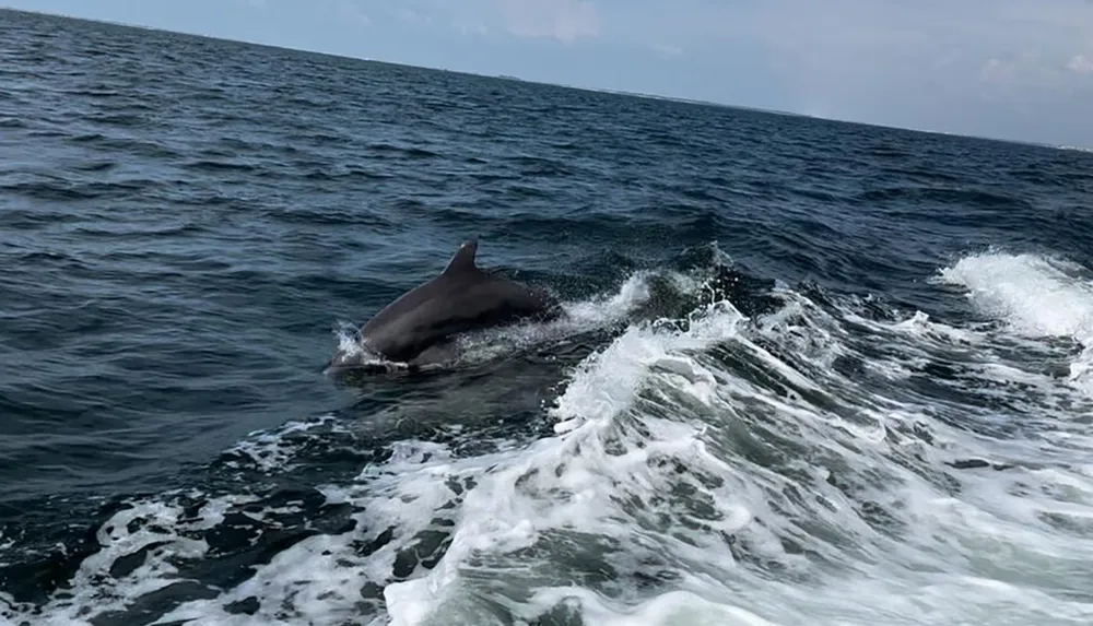 A dolphin is leaping out of the ocean waters alongside the waves