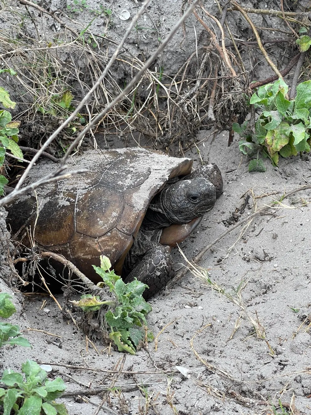 A tortoise partially covered in sand is peeking out from its shell amidst dry vegetation