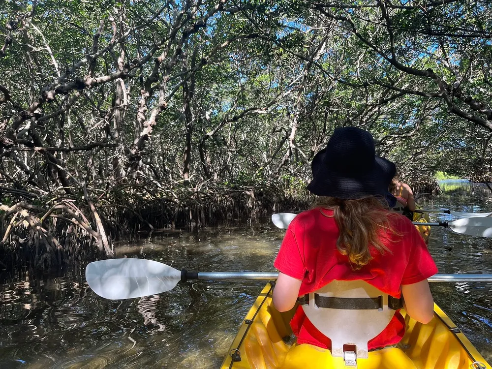 A person wearing a black hat is kayaking through a mangrove forest with intricate root systems on a sunny day
