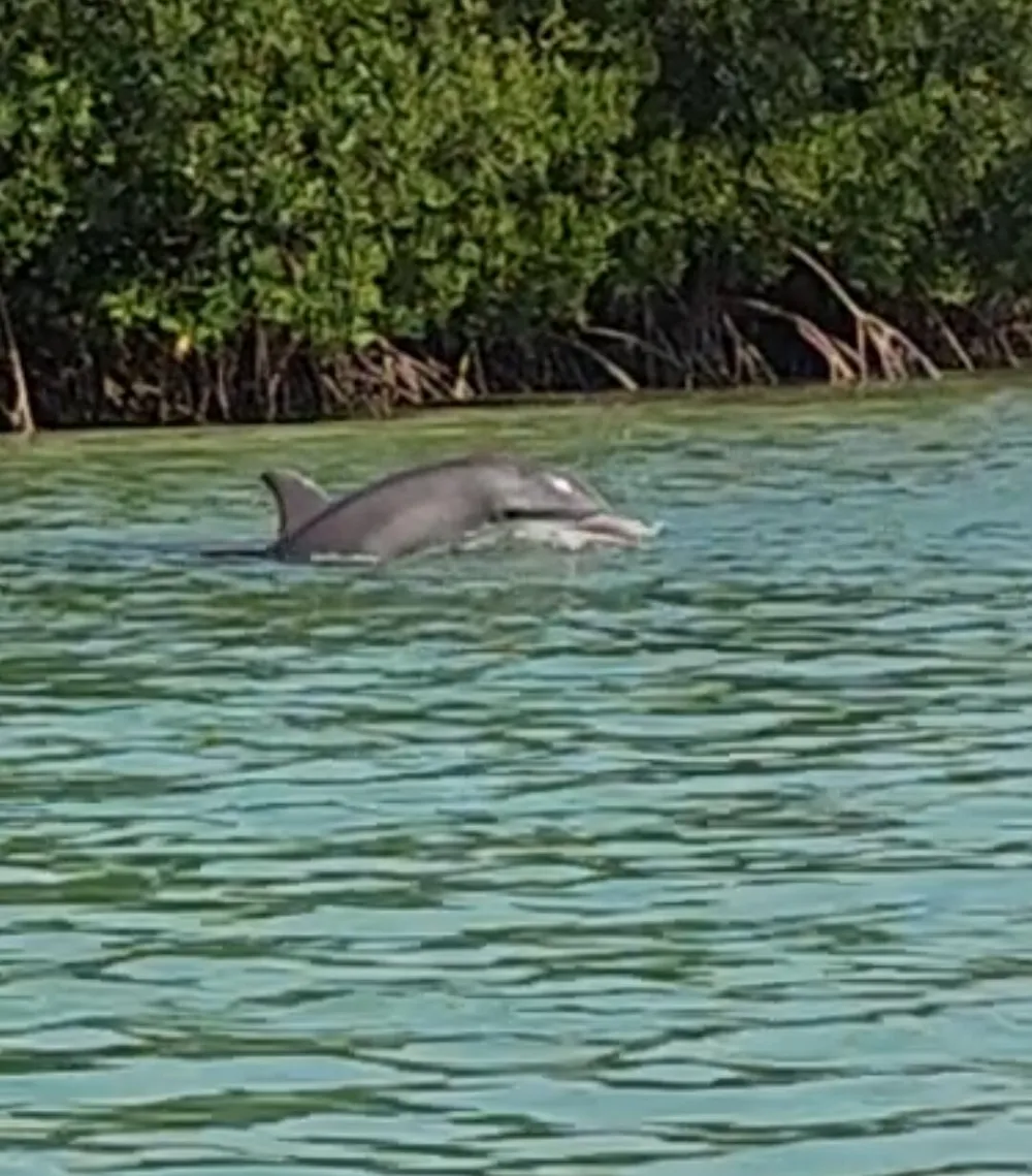 A dolphin is swimming near the surface of the turquoise water with mangroves in the background