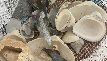 The image shows a collection of assorted seashells and what appears to be pieces of coral resting on a mesh surface.