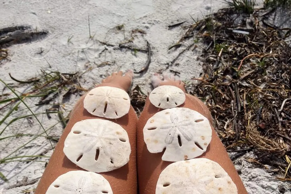 A person is sitting on a sandy beach with several sand dollars placed on their knees