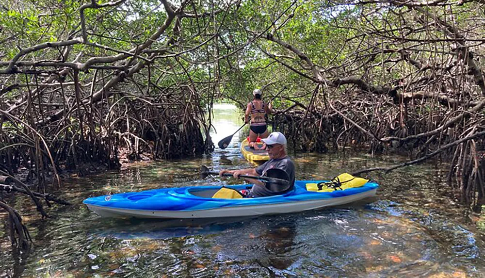 Two people are kayaking through a mangrove tunnel with intricate root systems overhead