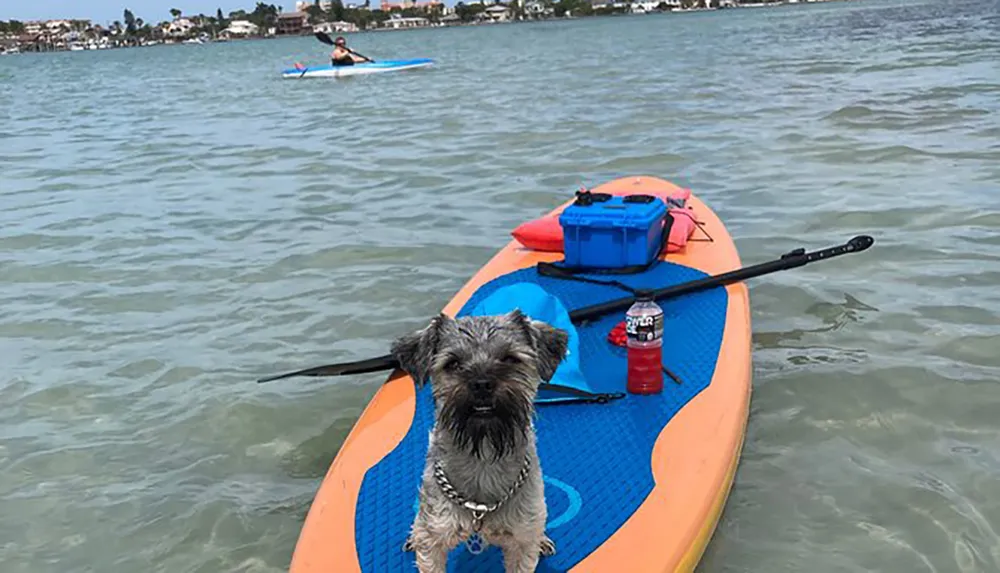 A dog sits confidently at the front of an orange paddleboard on the water with various paddleboarding gear behind it and another person paddleboarding in the background