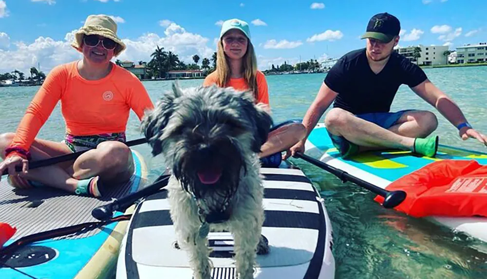 Three people and a dog are enjoying paddleboarding together on a sunny day