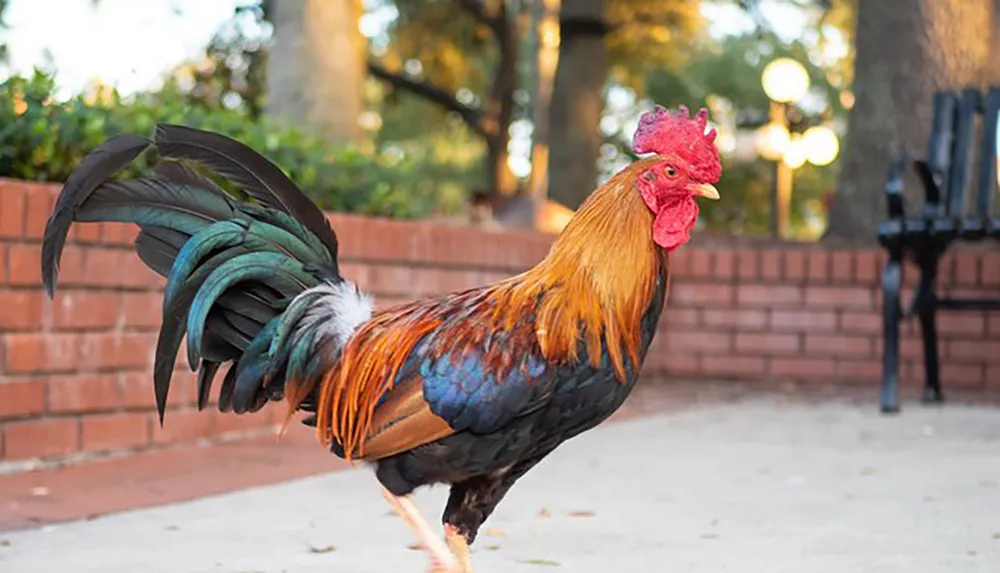 A rooster with vibrant plumage is standing confidently on a paved walkway in what appears to be a park setting