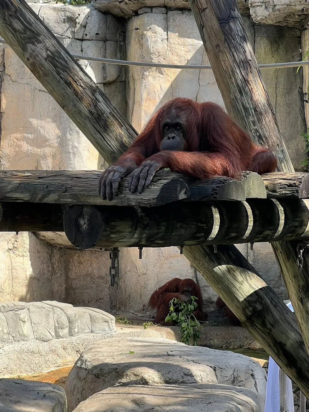 An orangutan is resting its head on its hands while lounging on a wooden platform in a zoo enclosure with another orangutan visible in the background