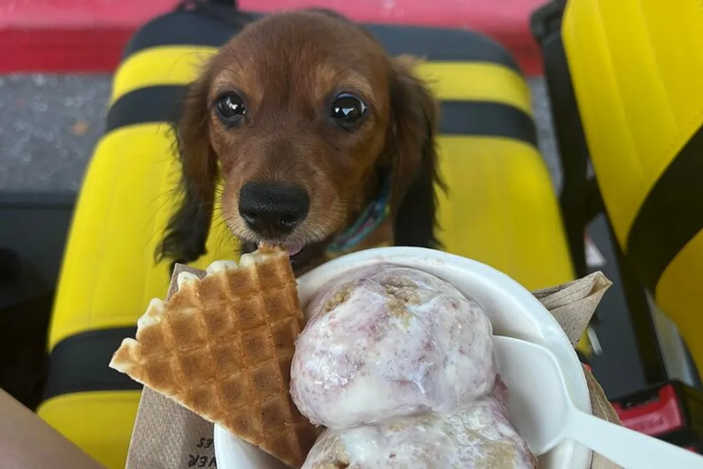 A brown dachshund puppy appears to be curiously sniffing a bowl of ice cream with a waffle piece seated on a yellow and black striped surface