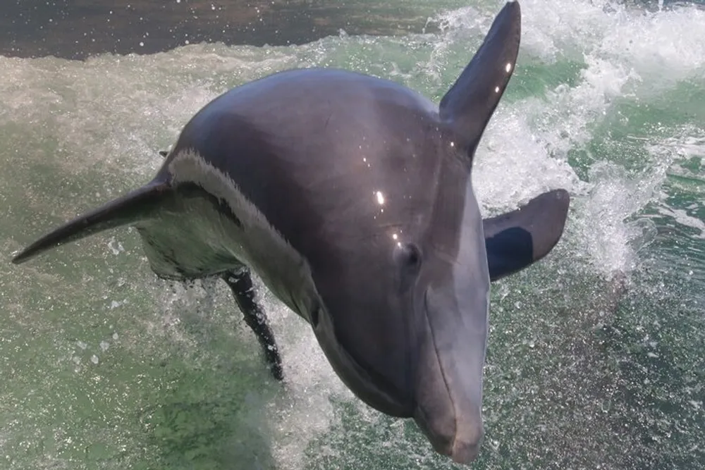 A dolphin is emerging from the water showcasing its head and dorsal fin amidst a splash