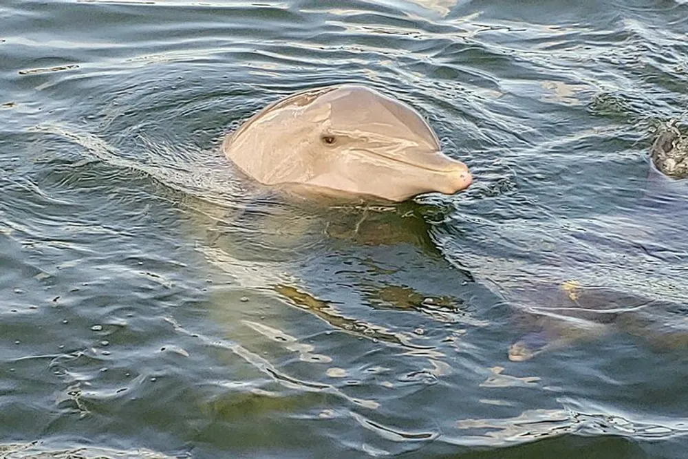 The image shows a dolphin swimming near the surface of the water
