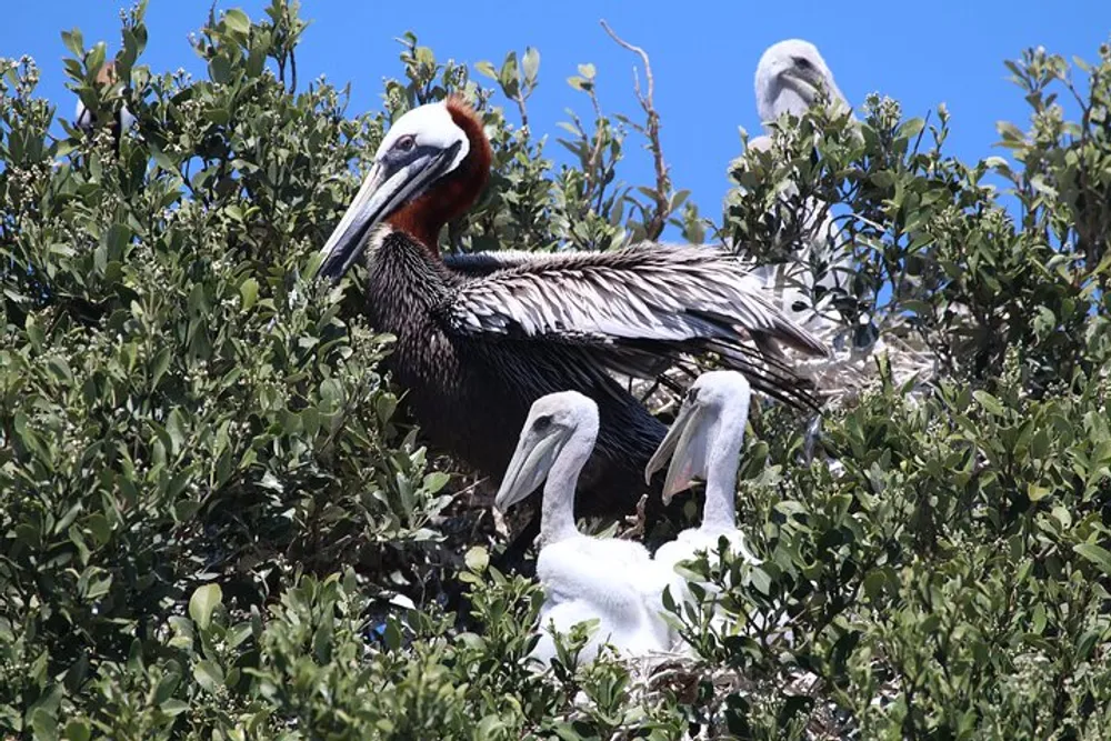 A brown pelican with its young chicks is nestled among the branches of a leafy green tree under a clear blue sky