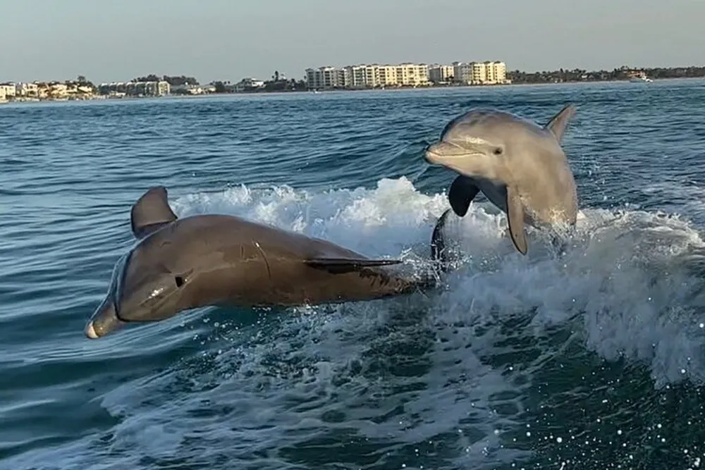 Two dolphins are leaping out of the water near a coastline with buildings in the background