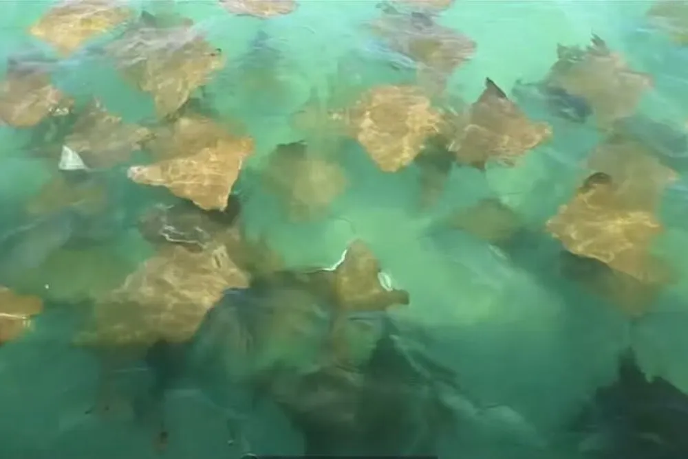The image shows a group of stingrays swimming close to the surface of clear greenish water